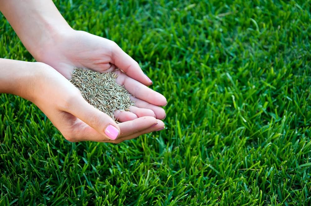 Choosing the Best Seed for a Home Lawn » Residence Style