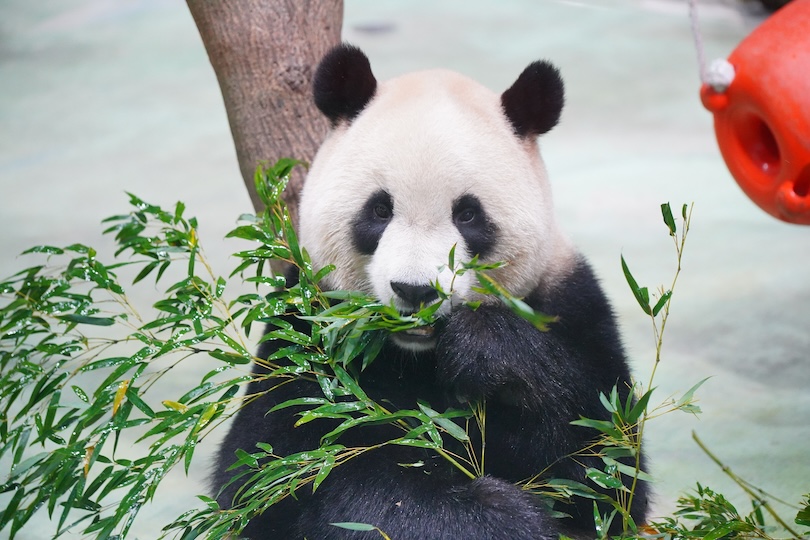 Cross-Strait Authority Dynamics and Panda Diplomacy Gift-Giving Rituals