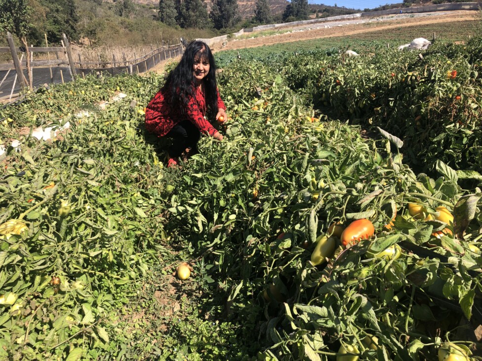 Drought and Unequal Water Rights Threaten Family Farms in Chile — Global Issues