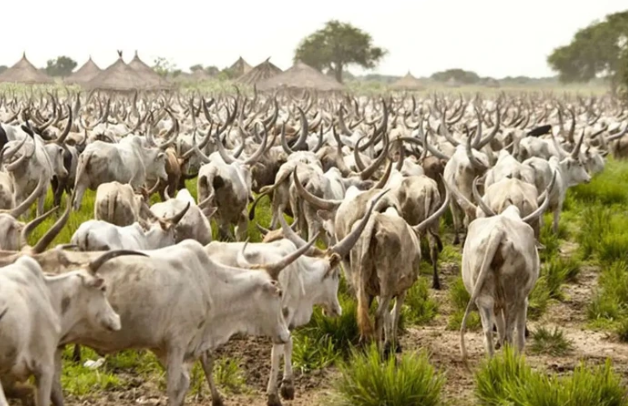 Kwara Government Disposes of Allegedly Poisoned Cow Meat – TheNGblog