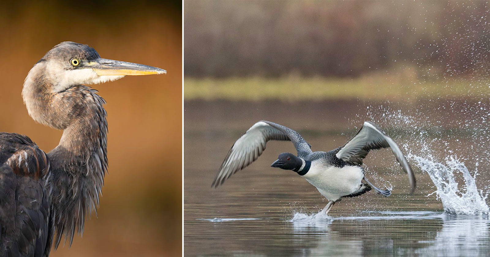 Wildlife On a Maine Pond: A New Series of Nature Photography Journals