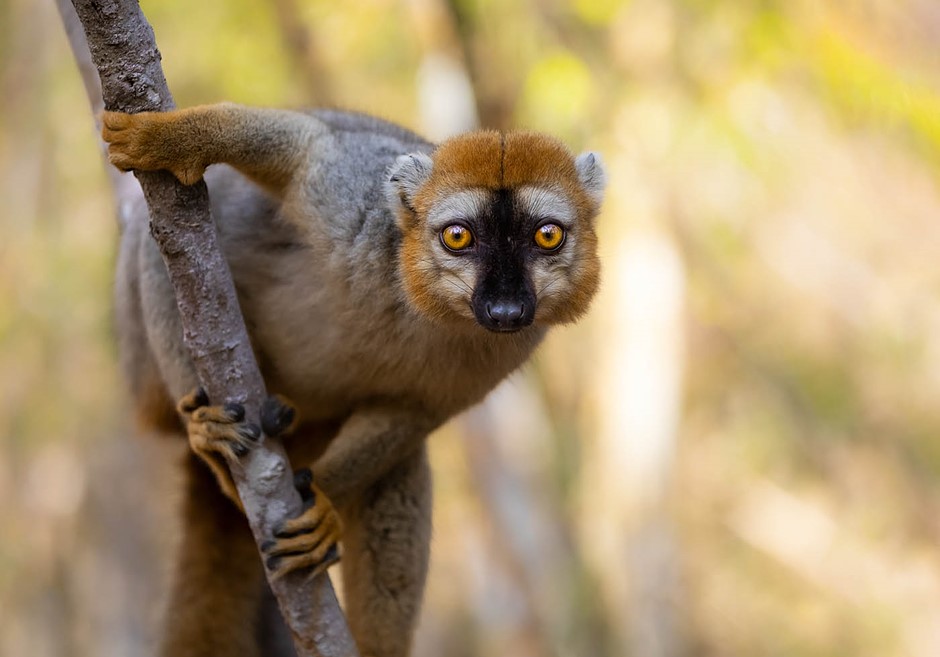 A nature photography tour of Madagascar, Part 3: Kirindy Forest: Digital Photography Review