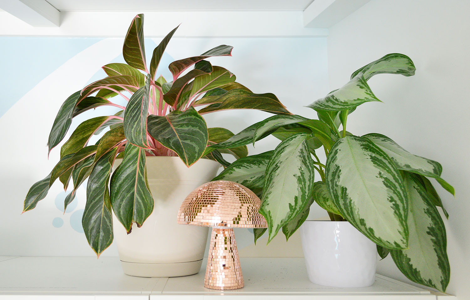 Aglaonema Plant – Care Guide