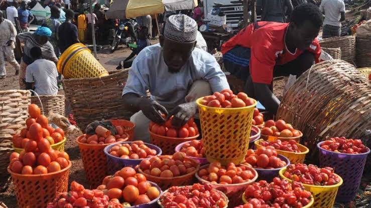 More Trouble As Nigerian Government Threaten To Cut Tomato Supply – TheNGblog