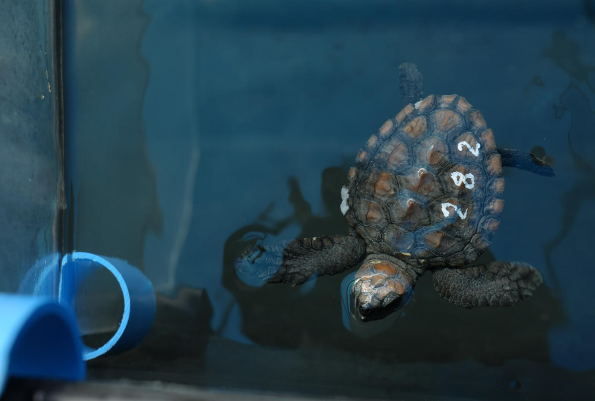 Over 500 baby sea turtles washed ashore in a big storm off South Africa. Here’s the rescue effort