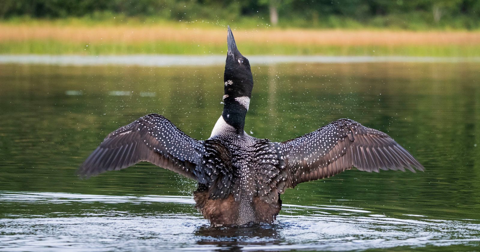 Wildlife On a Maine Pond: Ethical Wildlife Photography