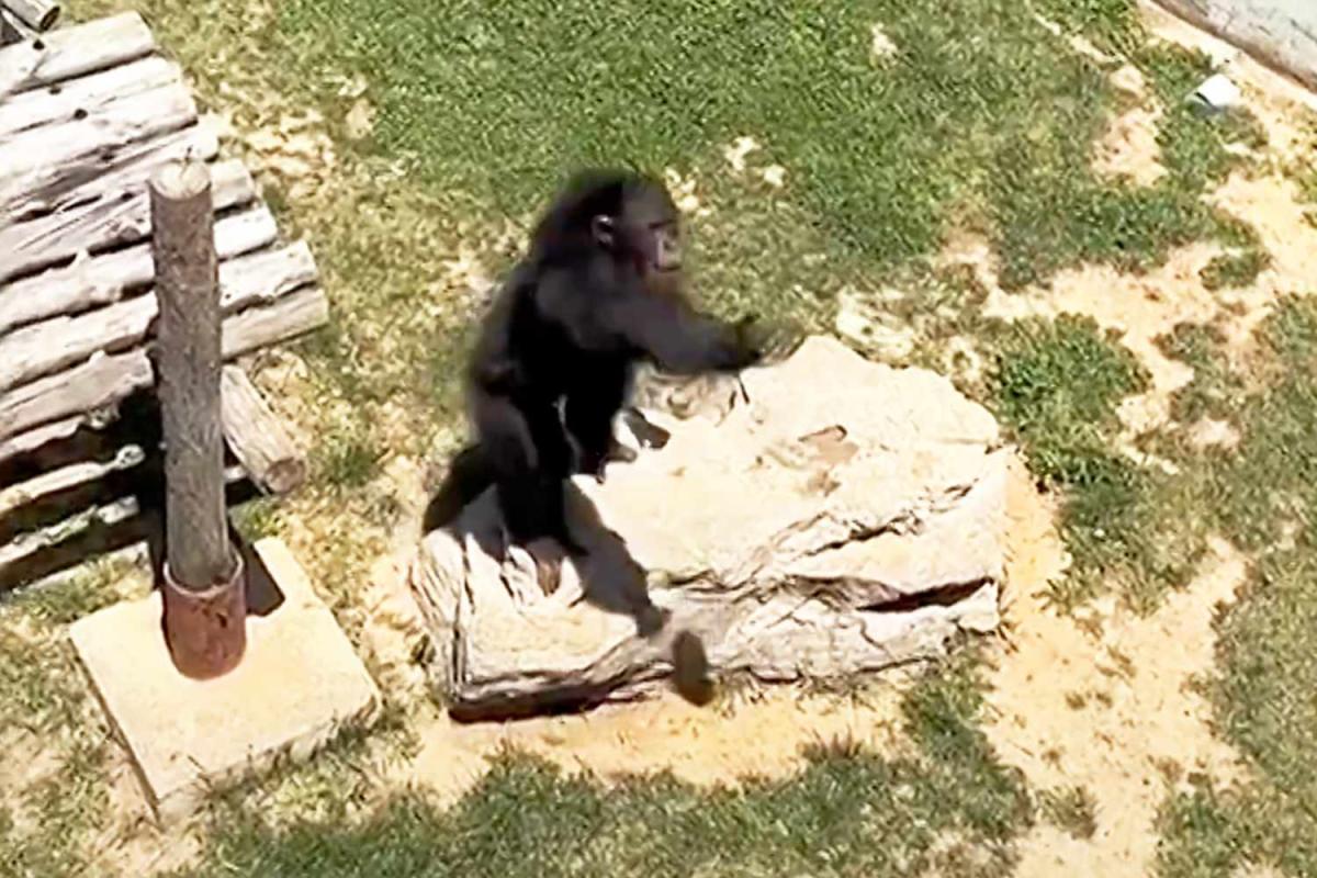 Zoo Chimpanzee Delights Visitors by Expertly Tossing Back Sandal That Fell into His Enclosure