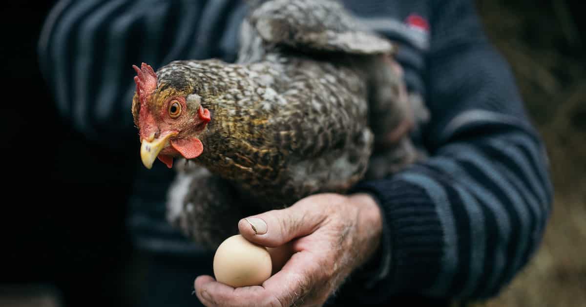 Farmer vows to sell crate of eggs for N10K if minimum wage rises to N105K