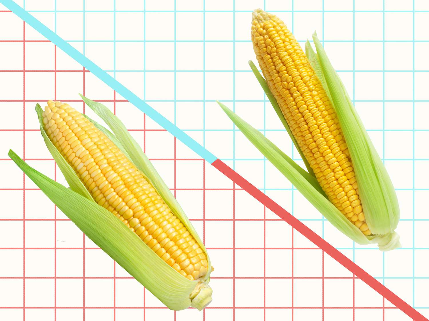 Field Corn vs. Sweet Corn: What’s the Difference?