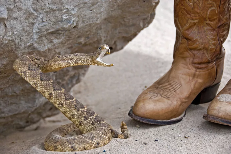 Giant Snake Interrupts Couple’s Wedding, Woman Carries It Out – TheNGblog