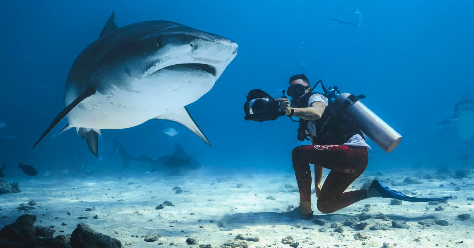 Insta360 a Camera to a Shark for World Ocean Day