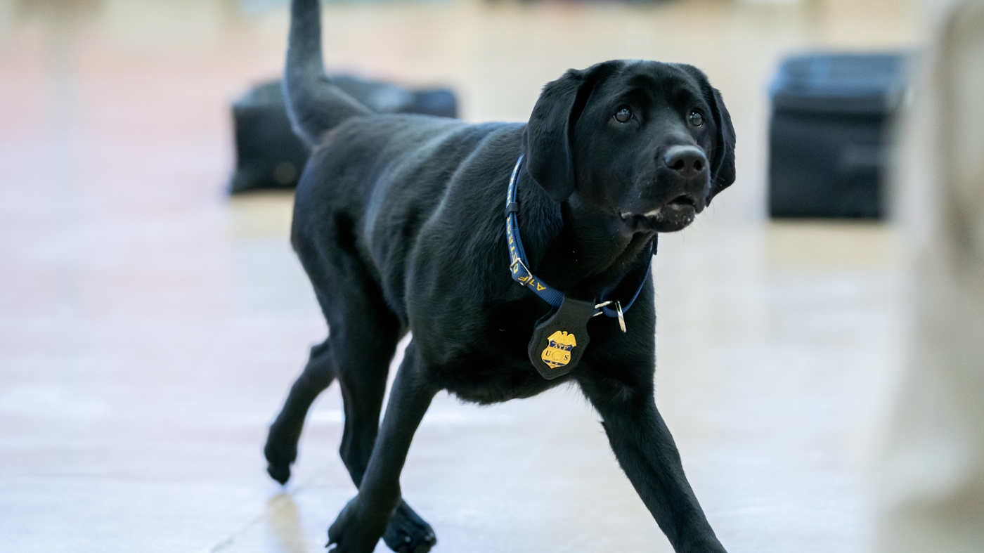 These best boys and girls just graduated from the ATF’s National Canine Academy : NPR