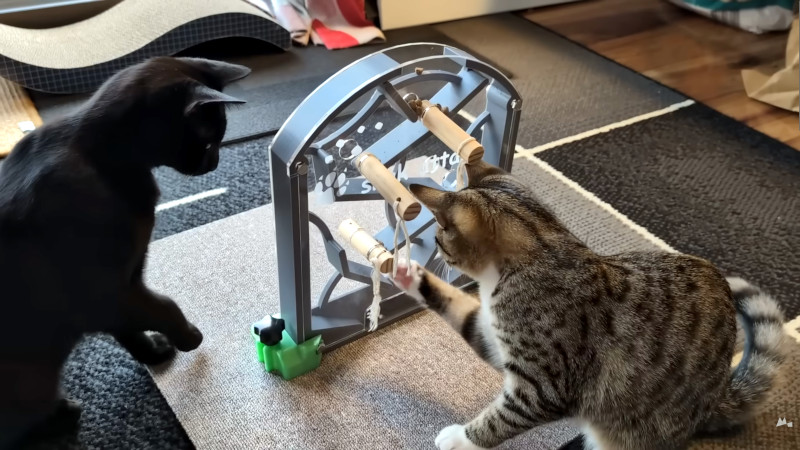 Can Cats Solve Puzzles? | Hackaday