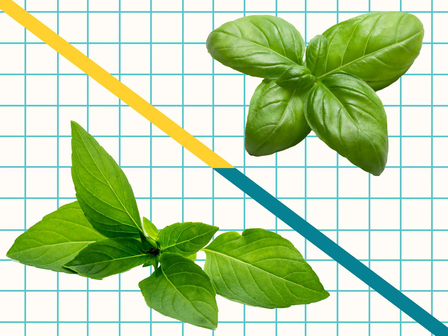 Italian (Sweet) Basil vs. Thai Basil: What’s the Difference?