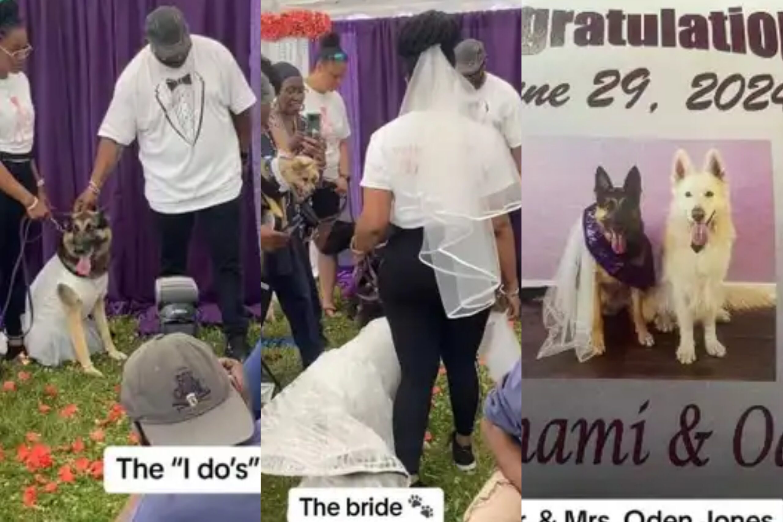 Two Dogs Wed In Church With Real Minister, DJ And Guests (Video) – TheNGblog