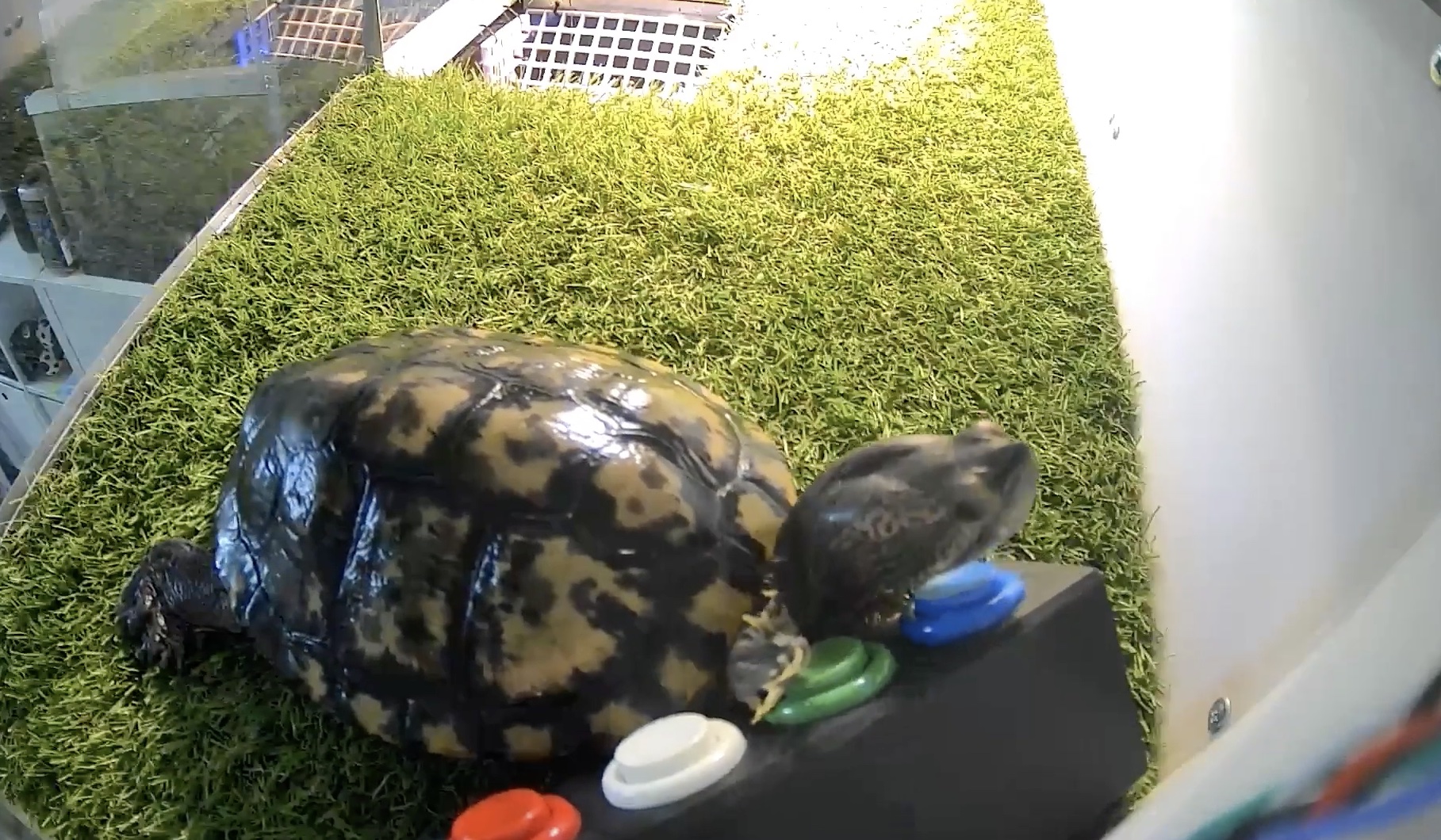 Giving a teenage pet turtle a synthetic pizza-ordering voice