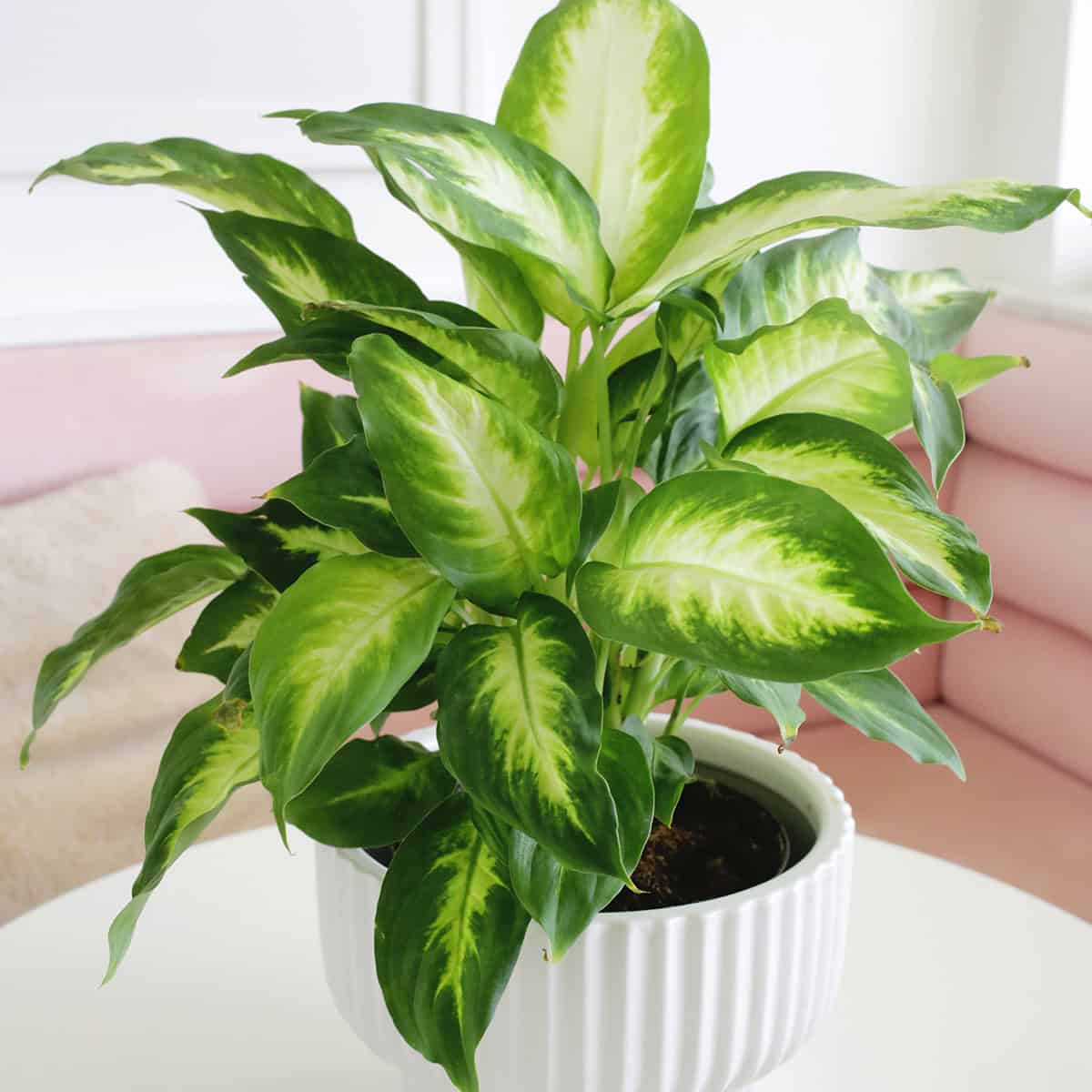 How to Grow and Care for Dieffenbachia (Dumb Cane Plant)