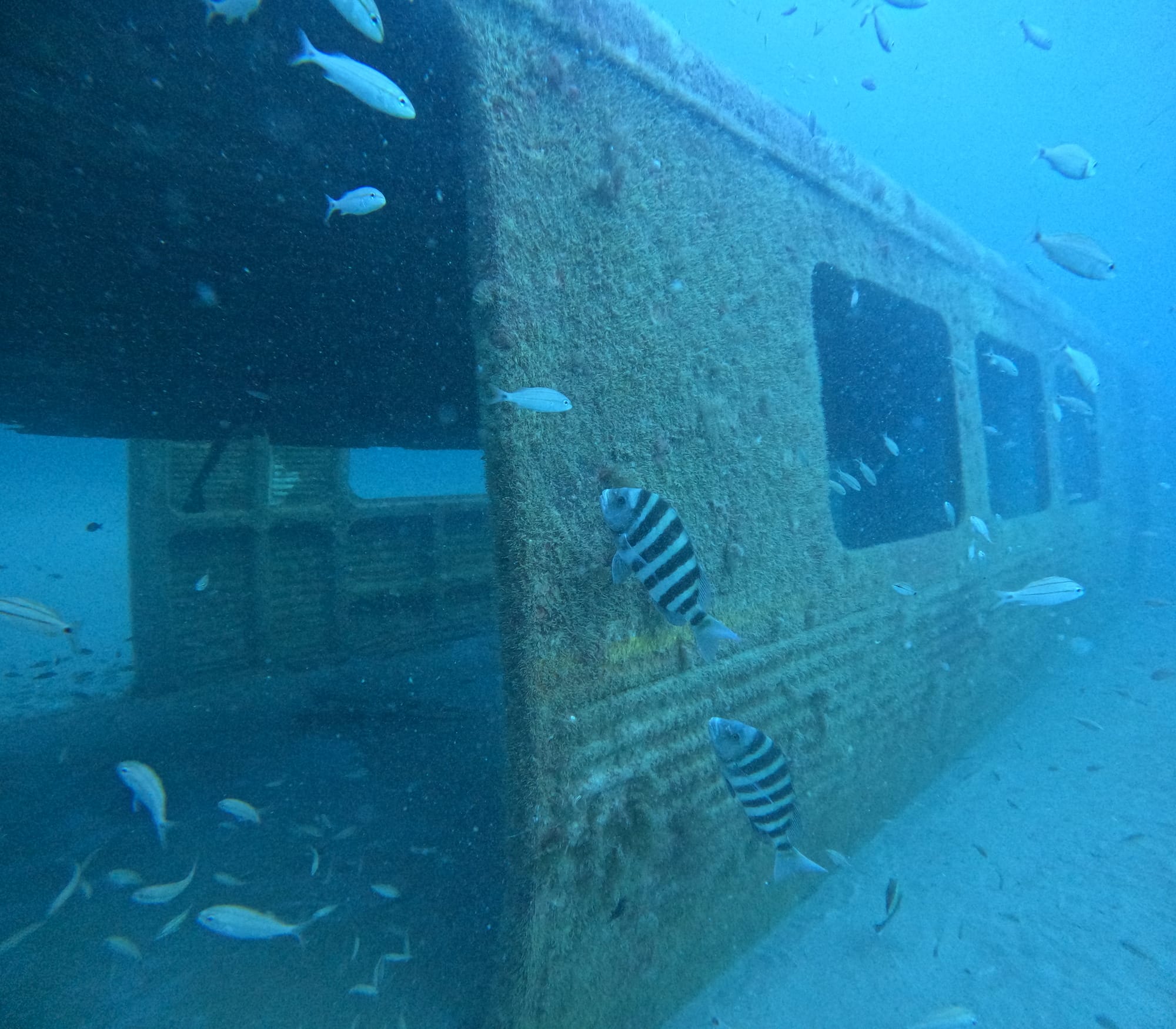 soft coral grows on the inside and outside of a railcar submerged underwater. fish swim nearby