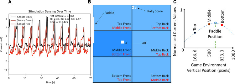 Pong In A Petri Dish: Teasing Out How Brains Work