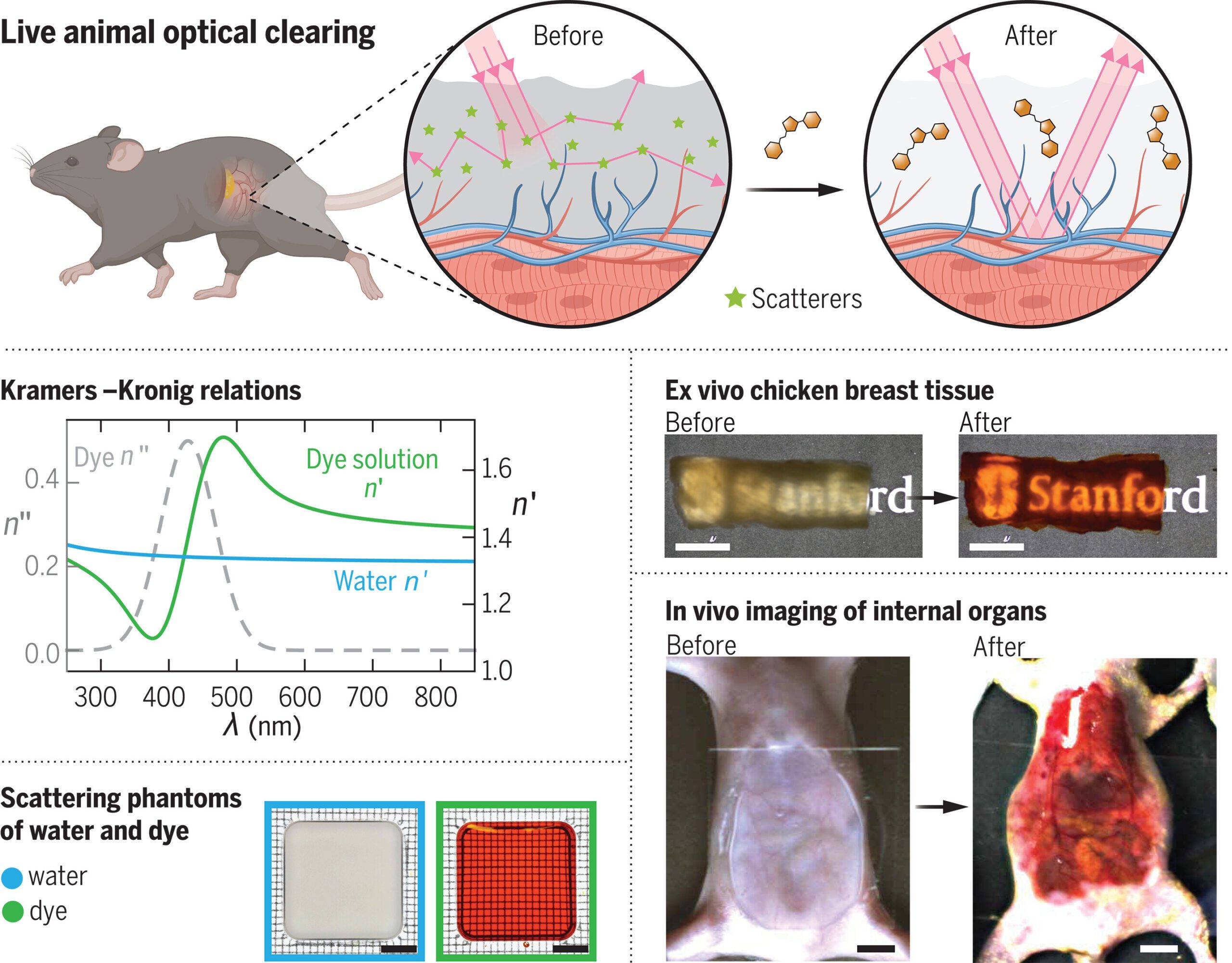 Rendering Skin Transparent Using The Food Dye Tartrazine