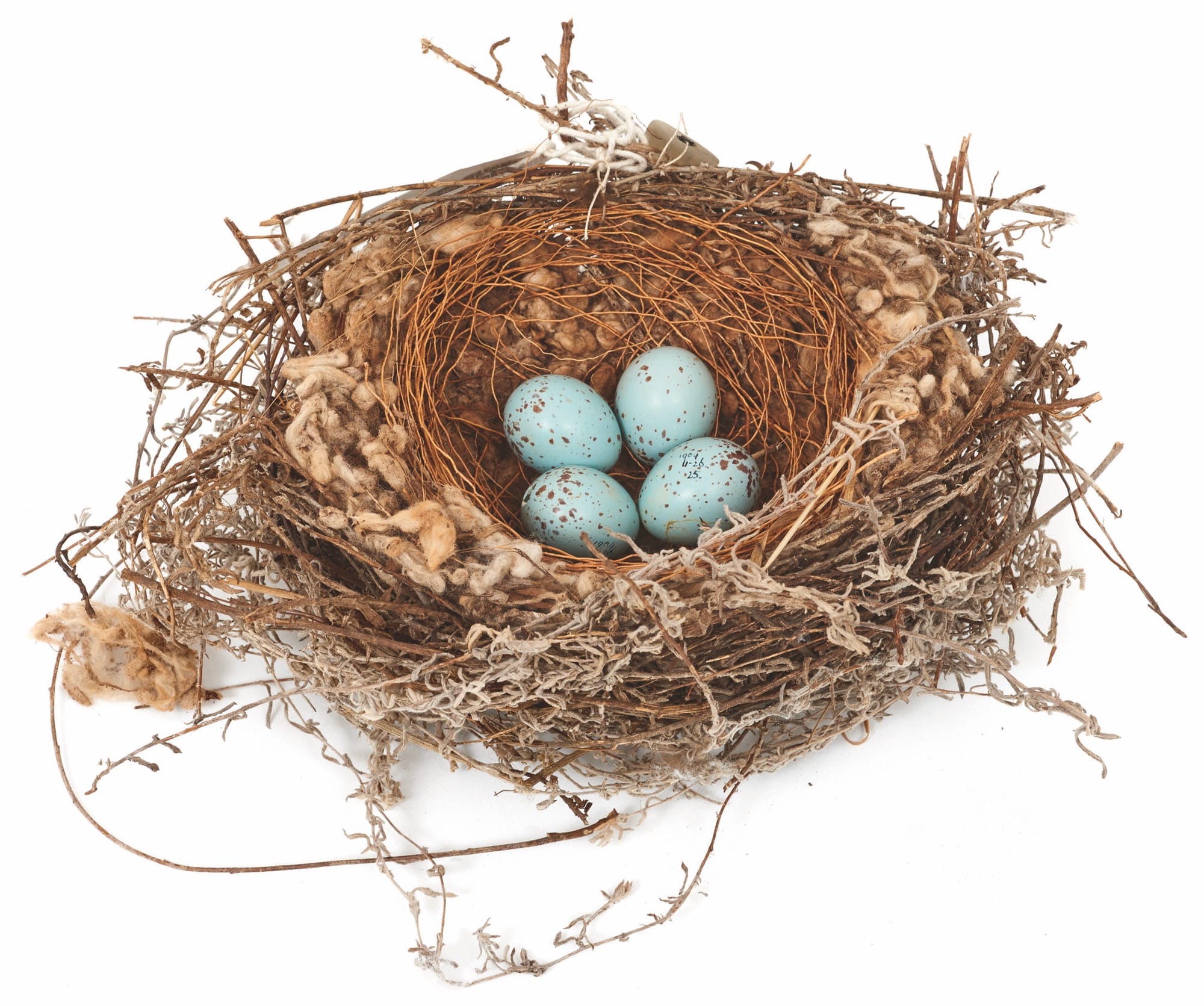 a bobmakierie nest with four blue eggs