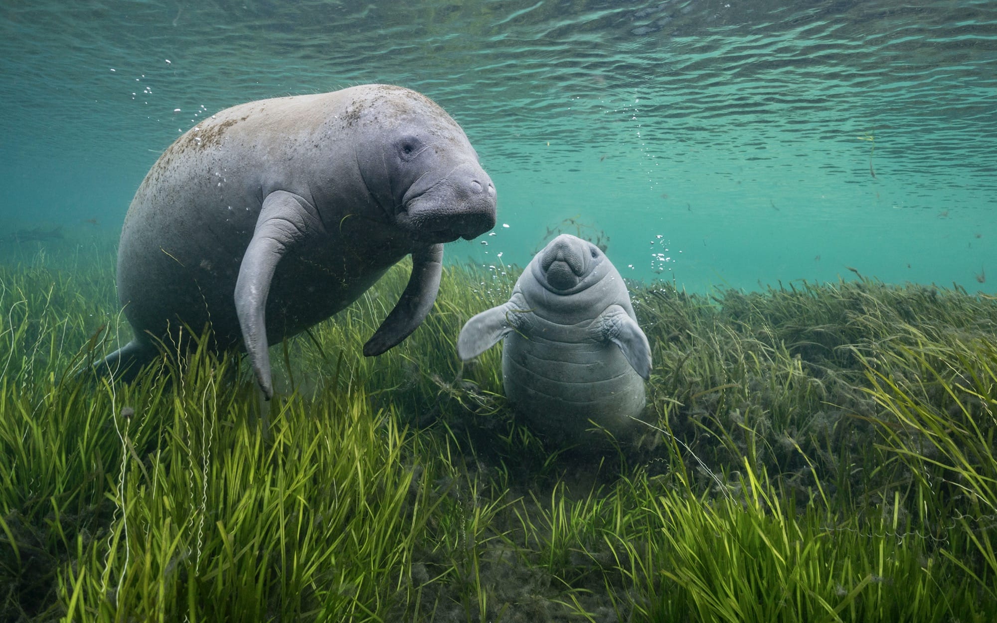 The Adorable and the Fierce Star in the 2024 Wildlife Photographer of the Year Contest — Colossal