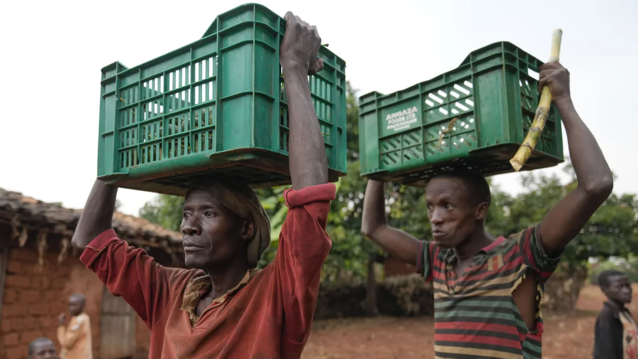 Burundi farmers unite to get fair prices for avocados