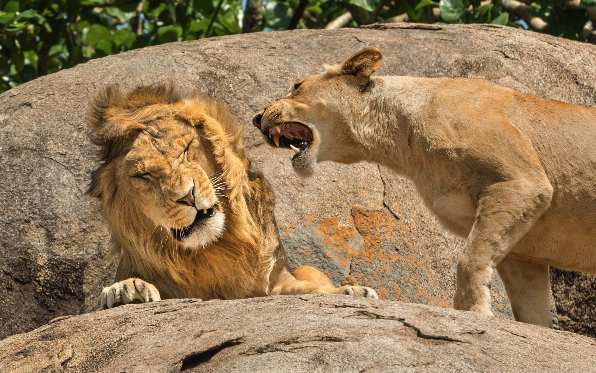 Finalists of the 2024 Comedy Wildlife Photography Awards Focus on the Wily and Witless — Colossal