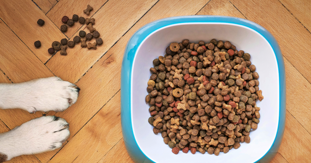 Pet Nutrition 101: How to Choose the Best Diet for Your Furry Companion