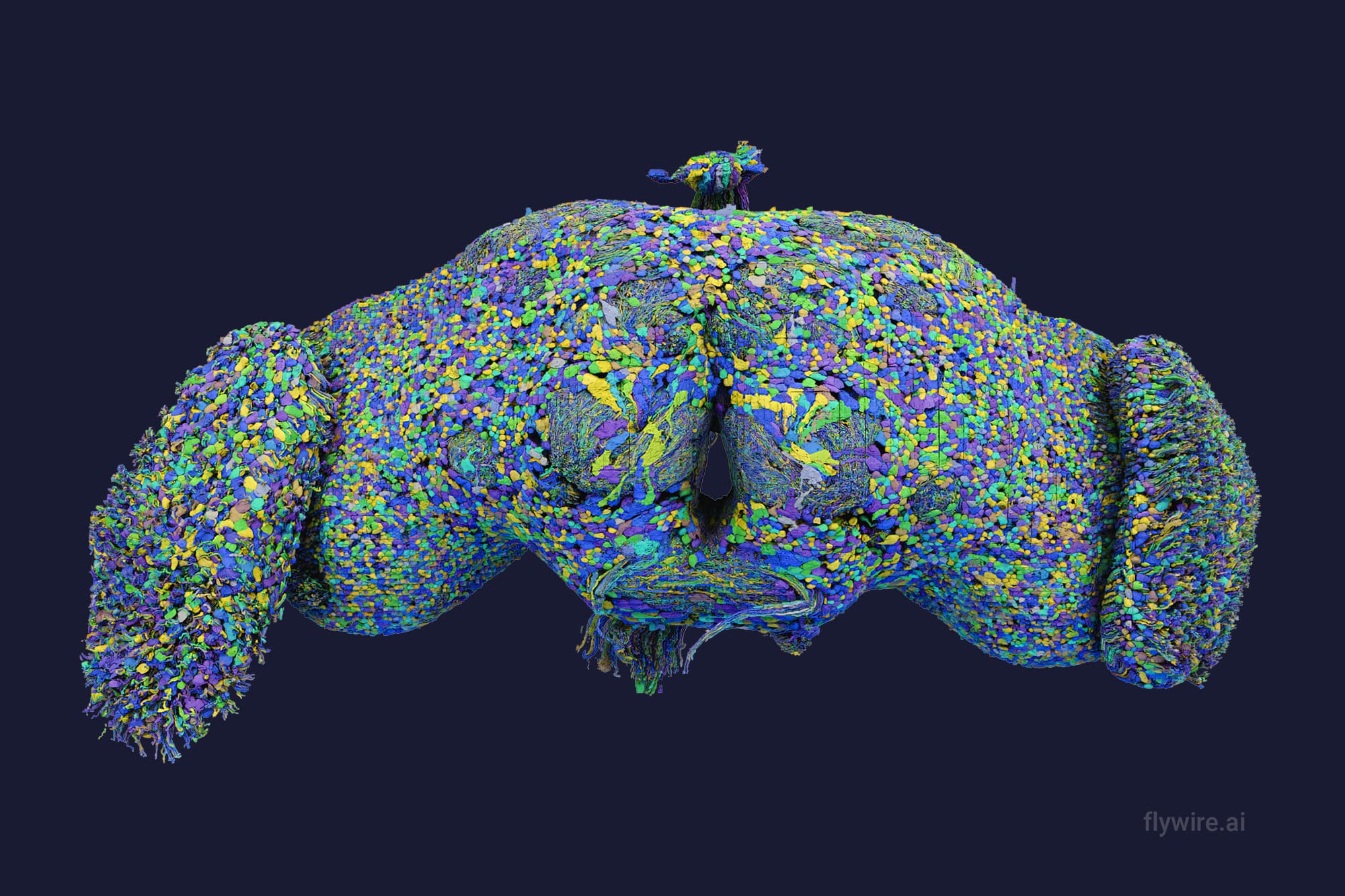 Scientists Release an Astounding, Detailed Map of a Fly Brain in Groundbreaking Study — Colossal