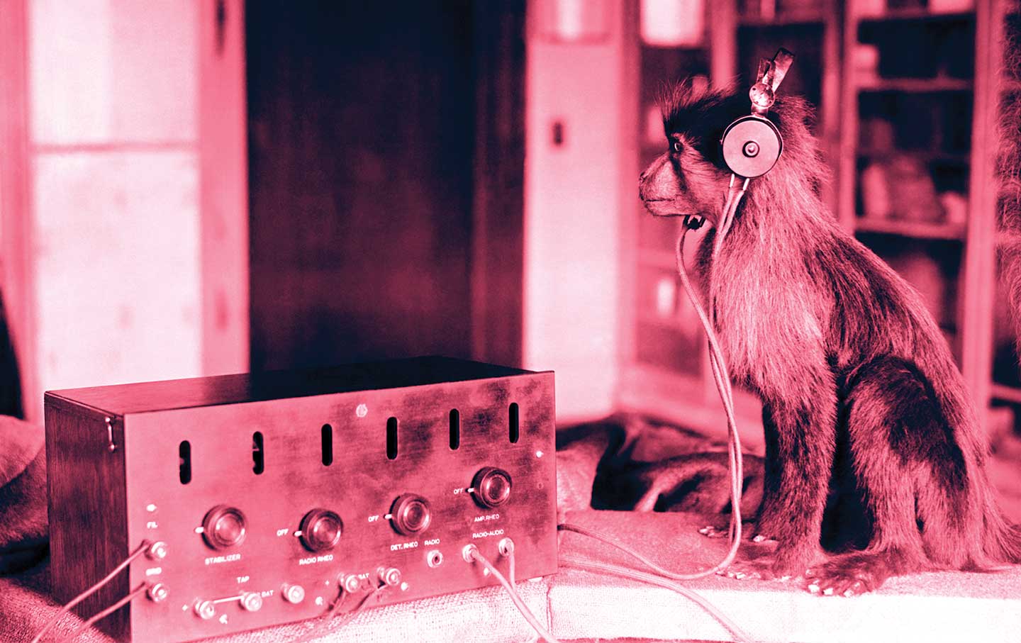 Jock the monkey listens in on the Scopes trial, 1923.