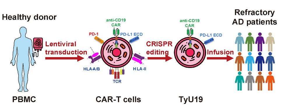 Using Donor Immune Cells To Mass-Produce CAR-T Autoimmune Therapies