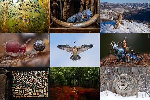 Wildlife Photographer of the Year winners showcase wonders of our natural world